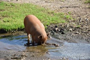 gris der mudderbader