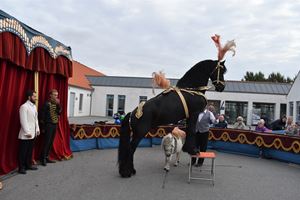 Lille hest der går under en stor hest.