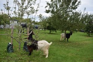 Geder og hest spiser æbler i æblelunden